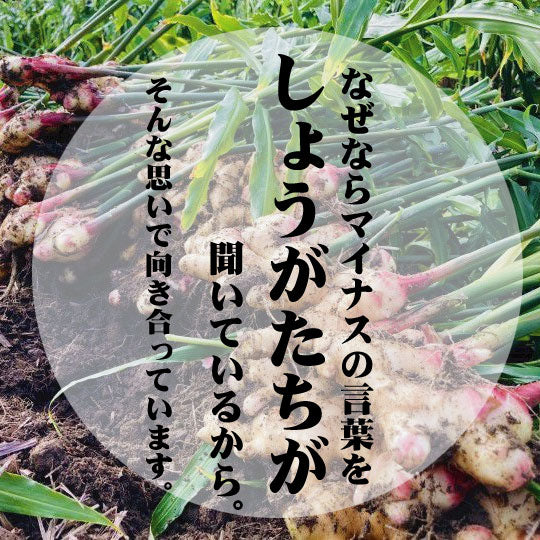 【長崎】松本農園　ジンジャーシロップ　うまかdeしょうが