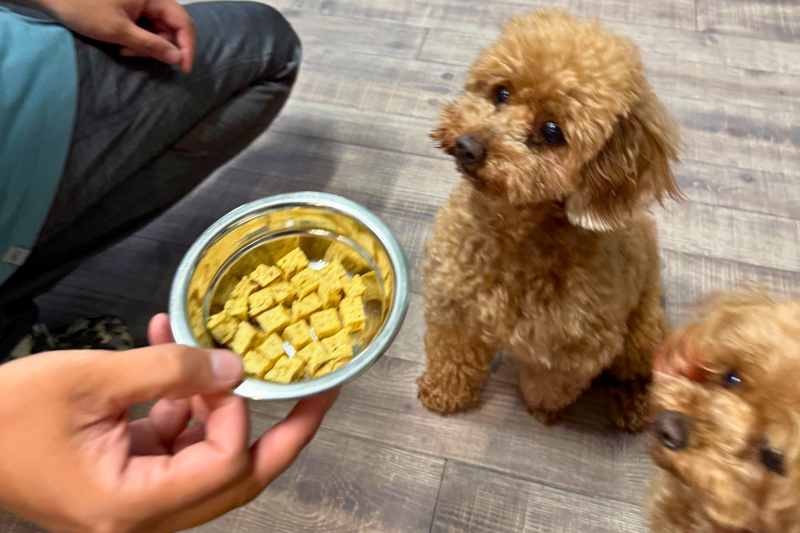 【長崎】島わんこ　おとうふキューブ