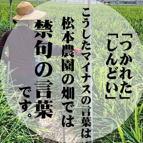 【長崎】松本農園　うまかdeしょうが