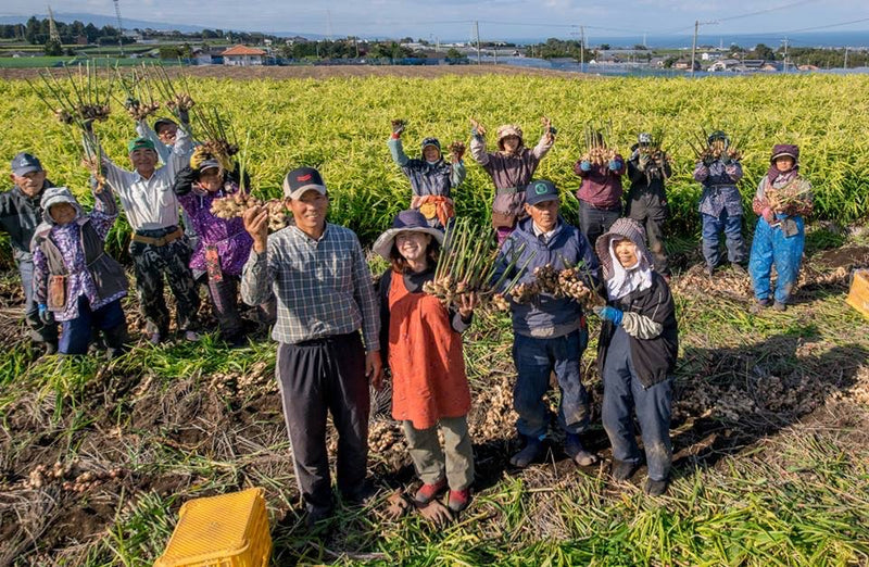 【長崎】松本農園　うまかdeしょうが